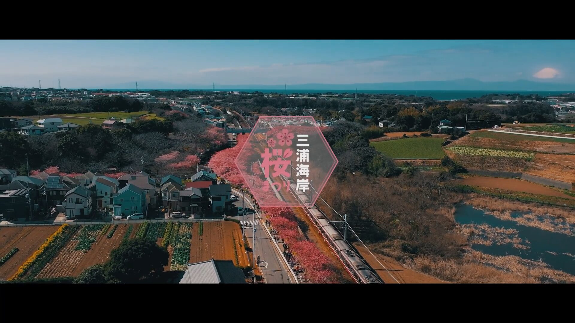 三浦市さま 三浦海岸桜まつり2023